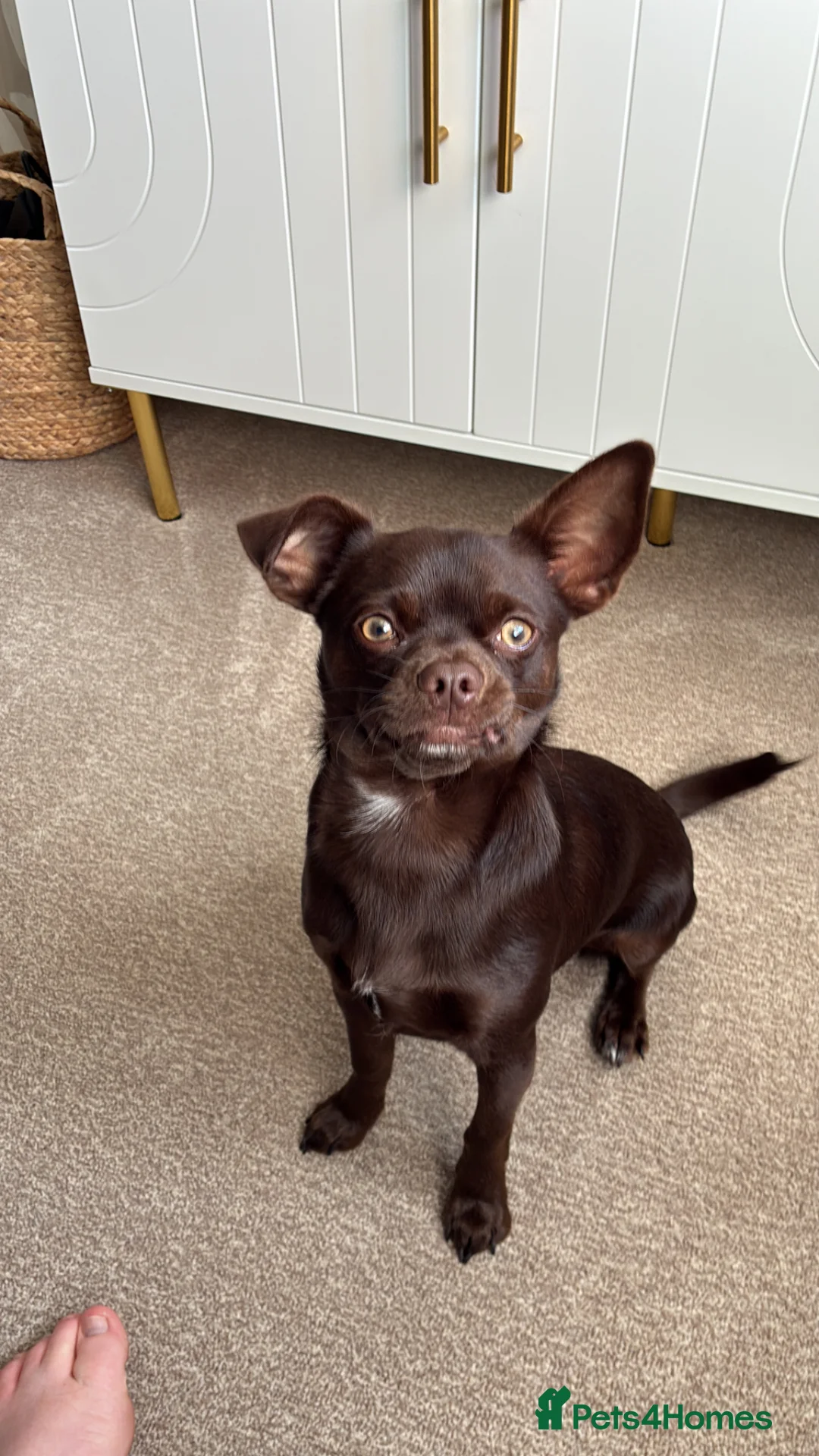 Chihuahua dogs for sale: 7 month old male chihuahua  - Advert 9