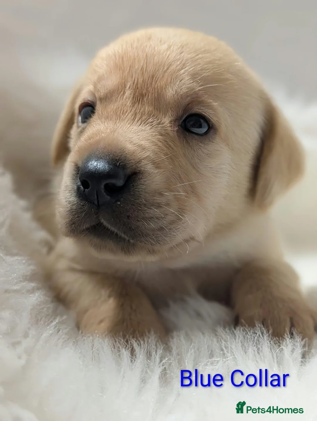 Labrador Retriever dogs for sale: Beautiful KC Registered Labrador Puppies  - Advert 29