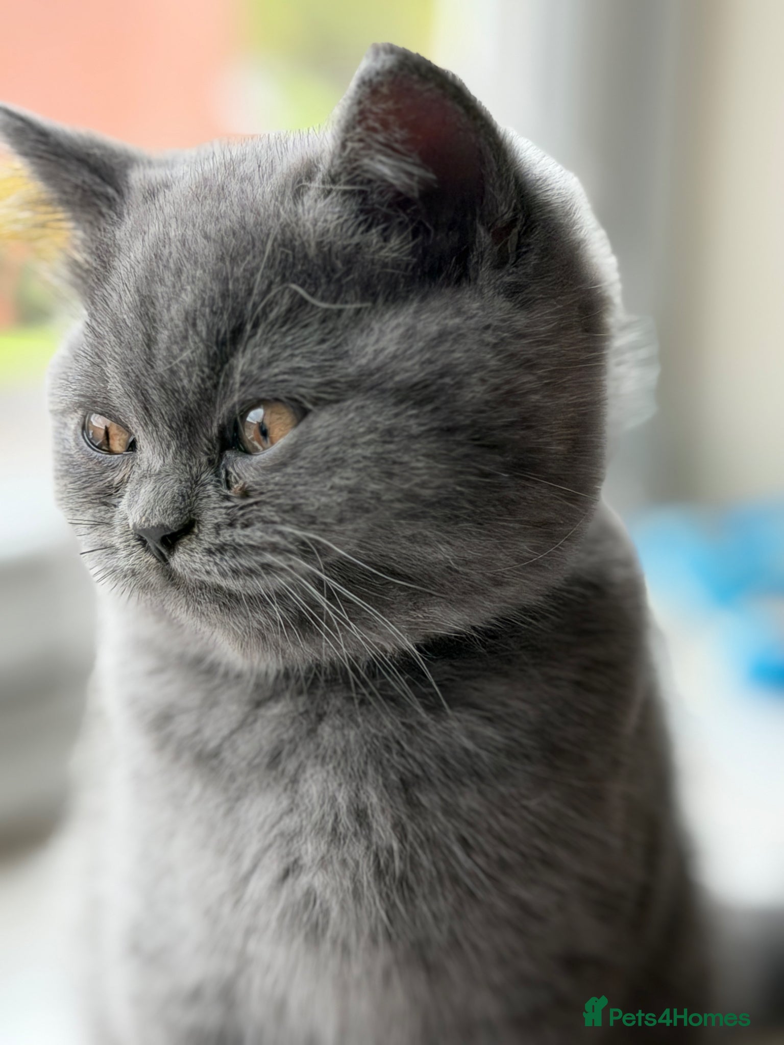 British Shorthair cats Two beautiful British shorthair kittens  - Advert 1