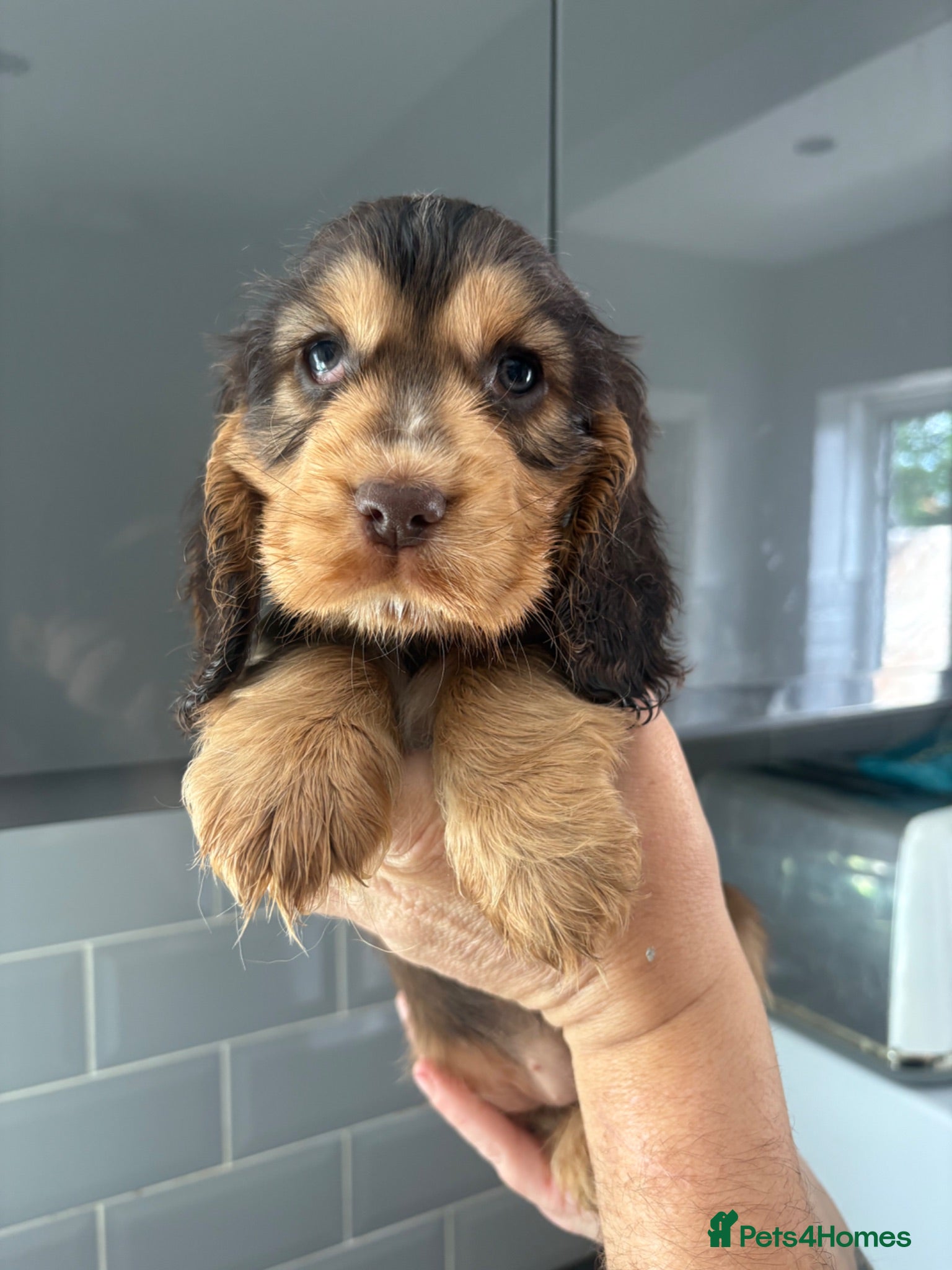 Cocker Spaniel dogs READY NEXT WEEK Quality show cockers - Advert 2