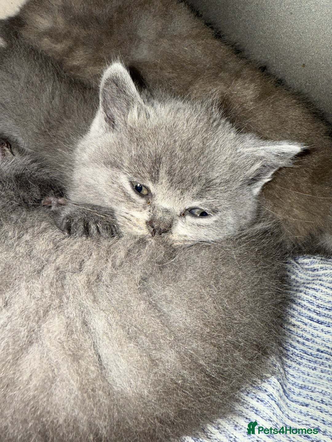 Scottish Fold cats for sale: Scottish fold&straight kittens ready for reservati - Advert 10