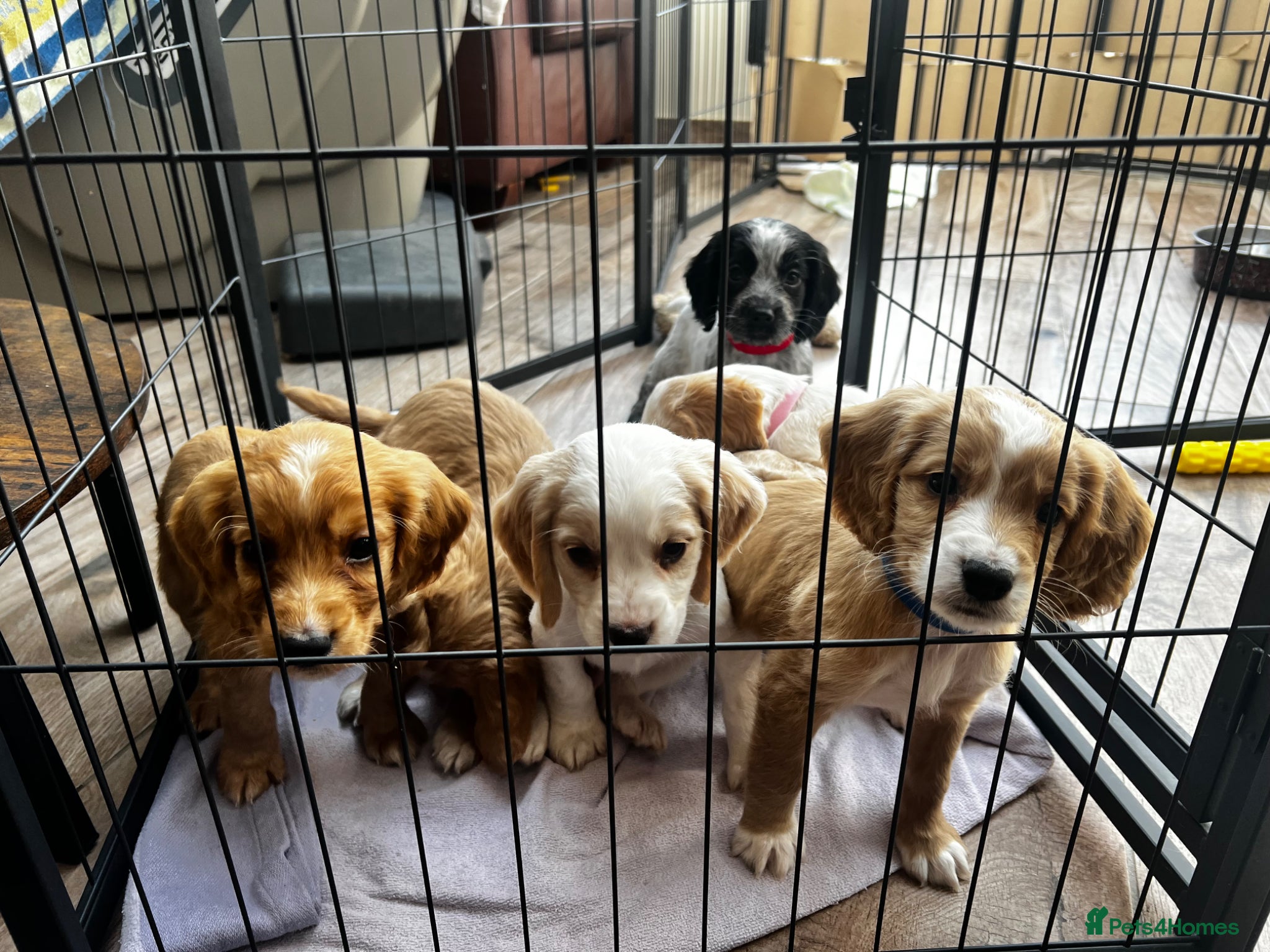 Cocker Spaniel dogs *Ready Now* KC Registered Working Cocker Spaniel  - Advert 13