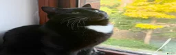 Mixed Breed cats for adoption: Cuddle Kitty with the Zoomies - Advert 2