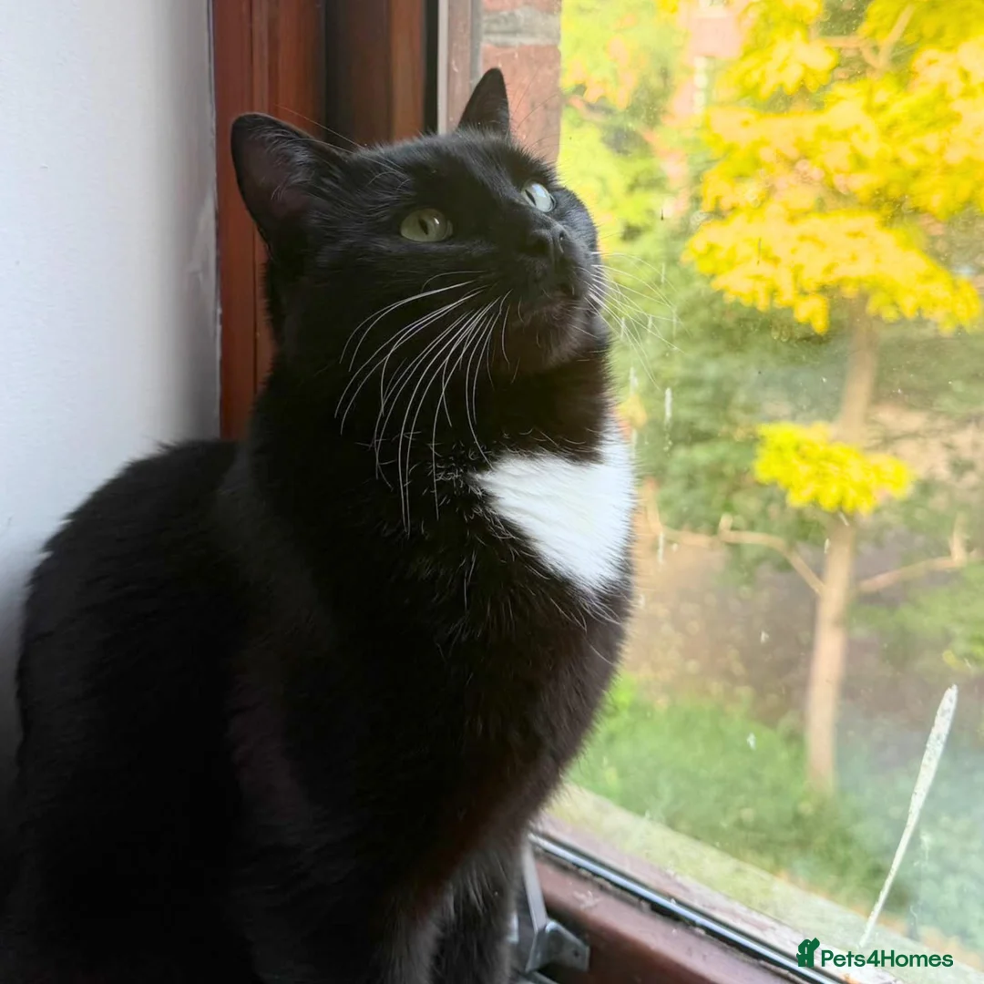 Mixed Breed cats for adoption: Cuddle Kitty with the Zoomies - Advert 2