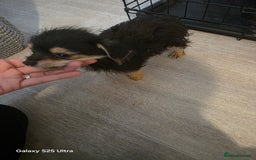 Yorkiepoo dogs for sale: Male dog - Image 3