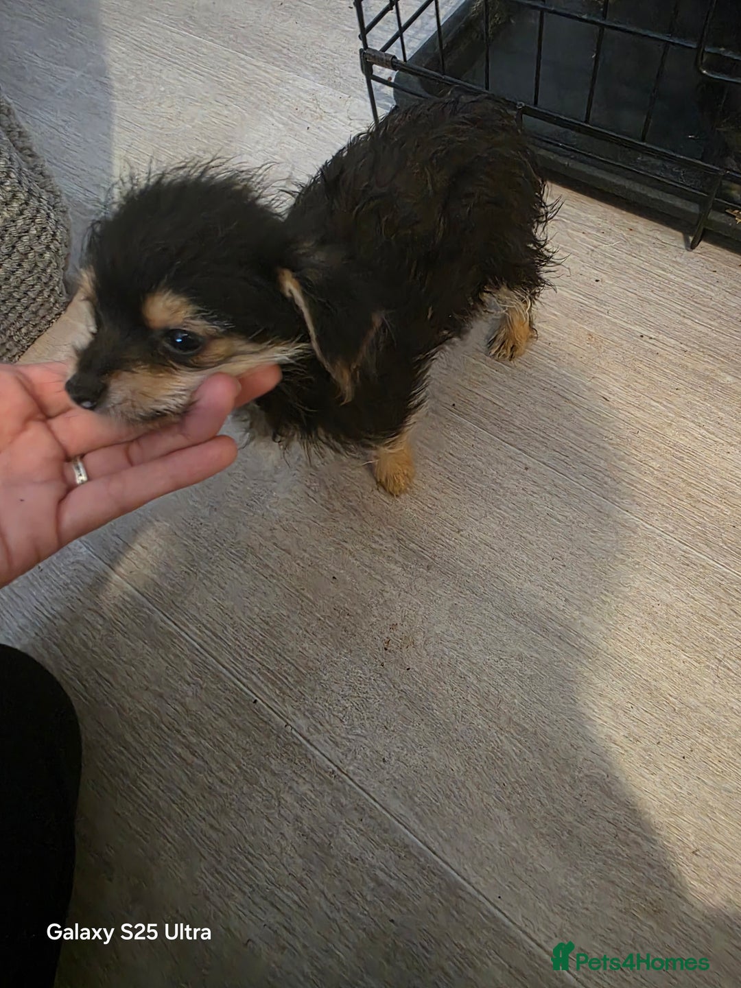 Yorkiepoo dogs for sale: Male dog - Image 3