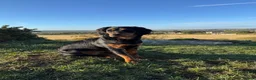 Mixed Breed dogs for sale: Rottweiler cross spaniel  - Advert 8