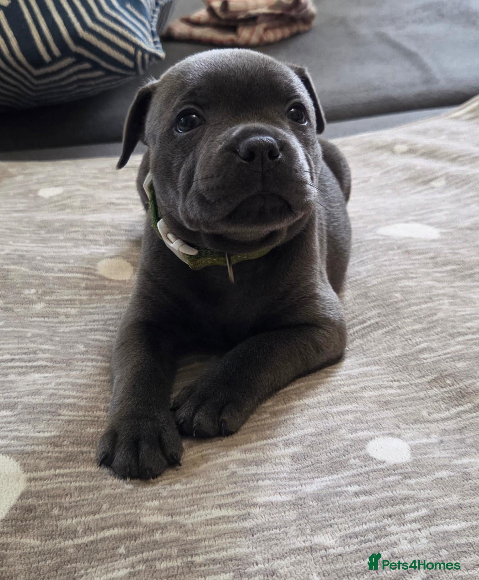 Staffordshire Bull Terrier dogs KC Blue Staffordshire Bull Terrier Puppies - Advert 1