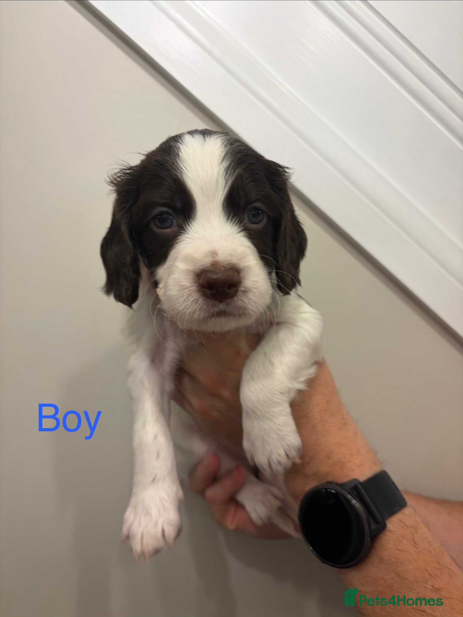 Cocker Spaniel dogs for sale: Working cocker spaniel puppies - Advert 2