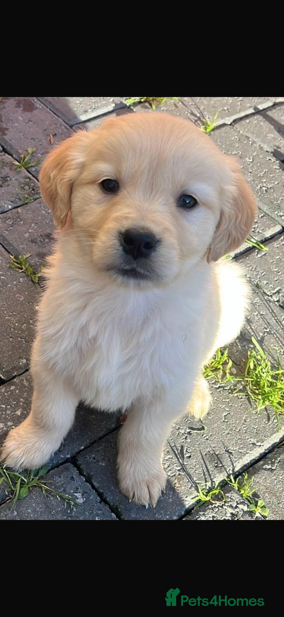 Golden Retriever dogs for sale: Chunky golden retriever pups - Advert 7