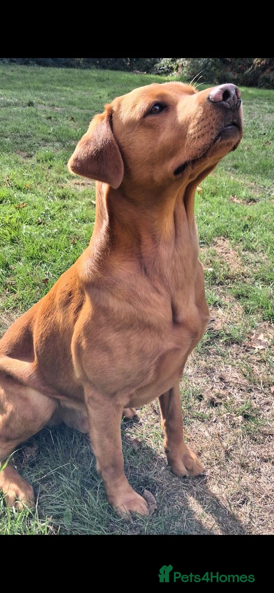 Labrador Retriever dogs *Fox red Labrador for stud* - Advert 5