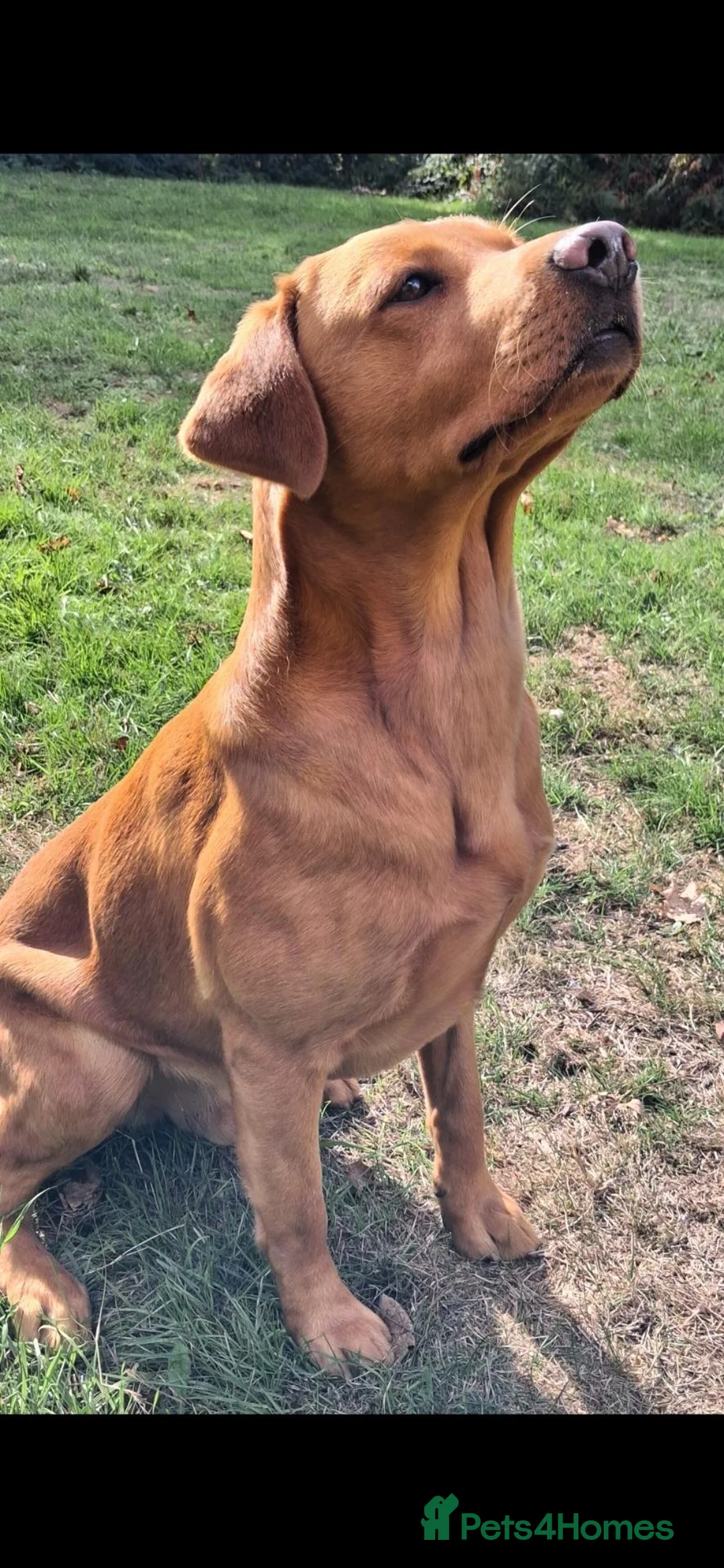 Labrador Retriever dogs for stud: *Fox red Labrador for stud* - Advert 1