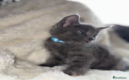 Mixed Breed cats for sale: Beautiful mix breed kittens  - Image 1