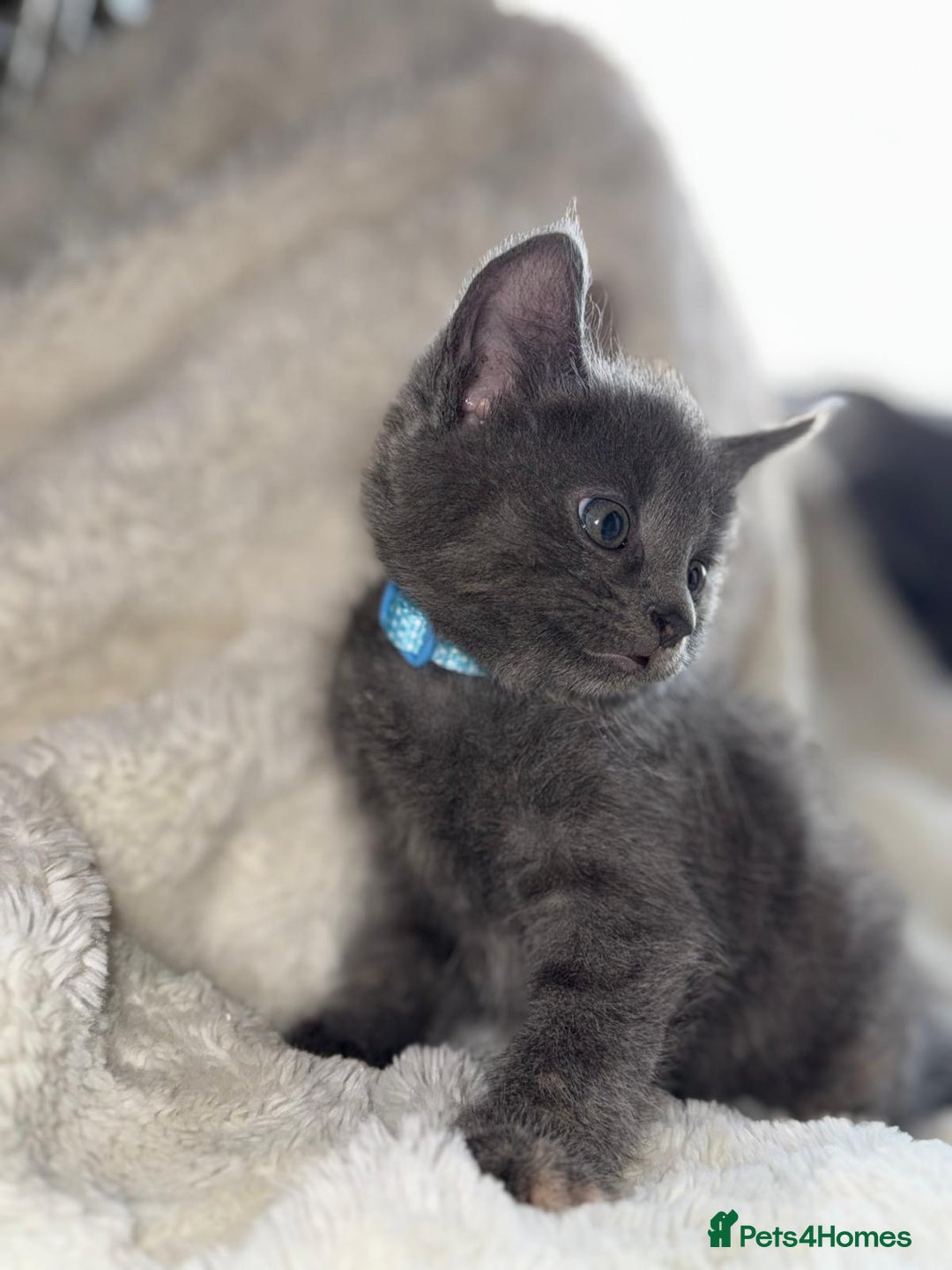 Mixed Breed cats for sale: Beautiful mix breed kittens  - Image 1