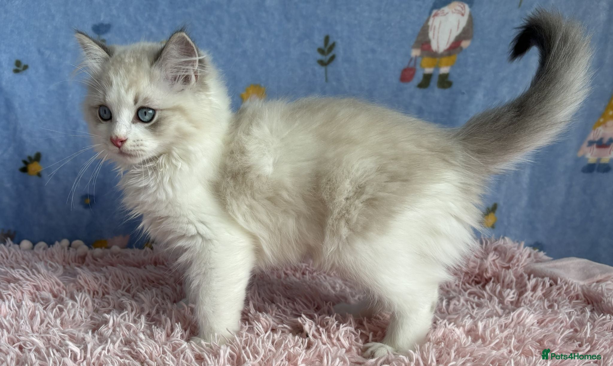 Ragdoll cats Beautiful TICA Registered Ragdoll Kittens - Advert 2