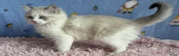 Ragdoll cats for sale: Beautiful TICA Registered Ragdoll Kittens - Advert 1