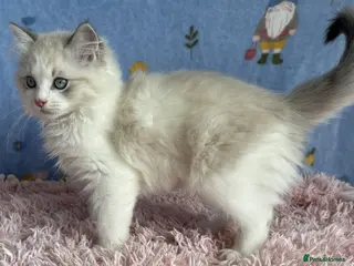 Ragdoll cats Beautiful TICA Registered Ragdoll Kittens - Advert 3