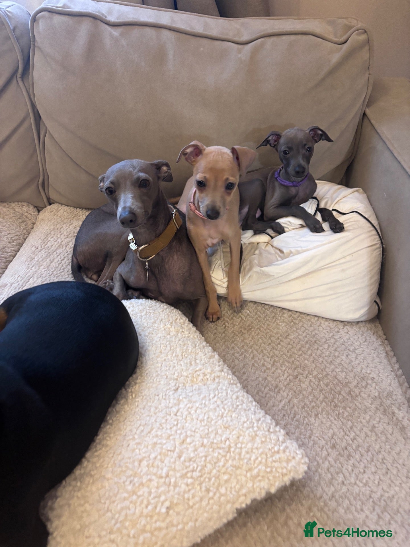 Italian Greyhound dogs ⭐️  KC REG ITALIAN GREYHOUND ⭐️ - Advert 2