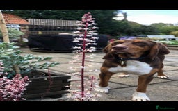 Mixed Breed dogs for adoption: Nacho - goofy Sabueso Hound for adoption - Image 8