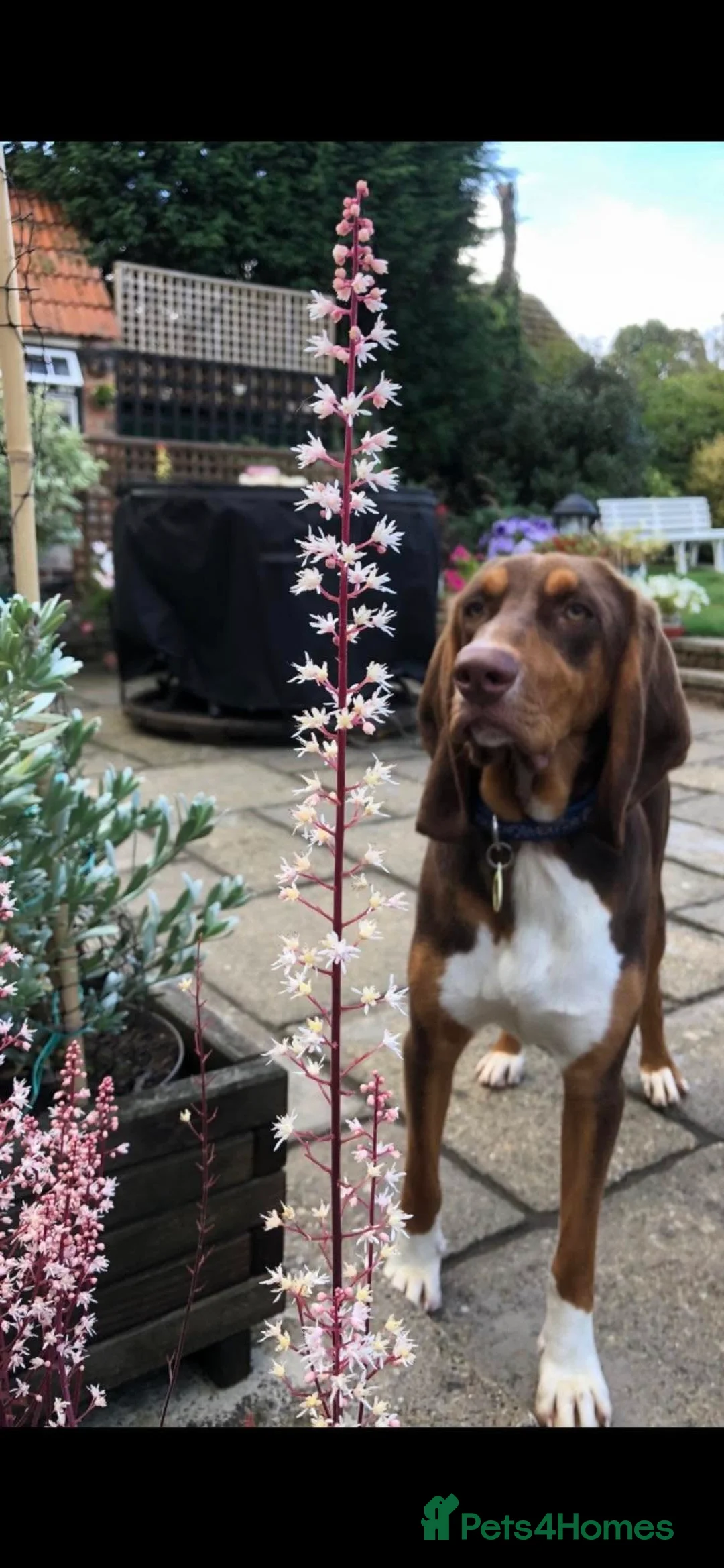 Mixed Breed dogs for adoption: Nacho - goofy Sabueso Hound for adoption - Advert 8