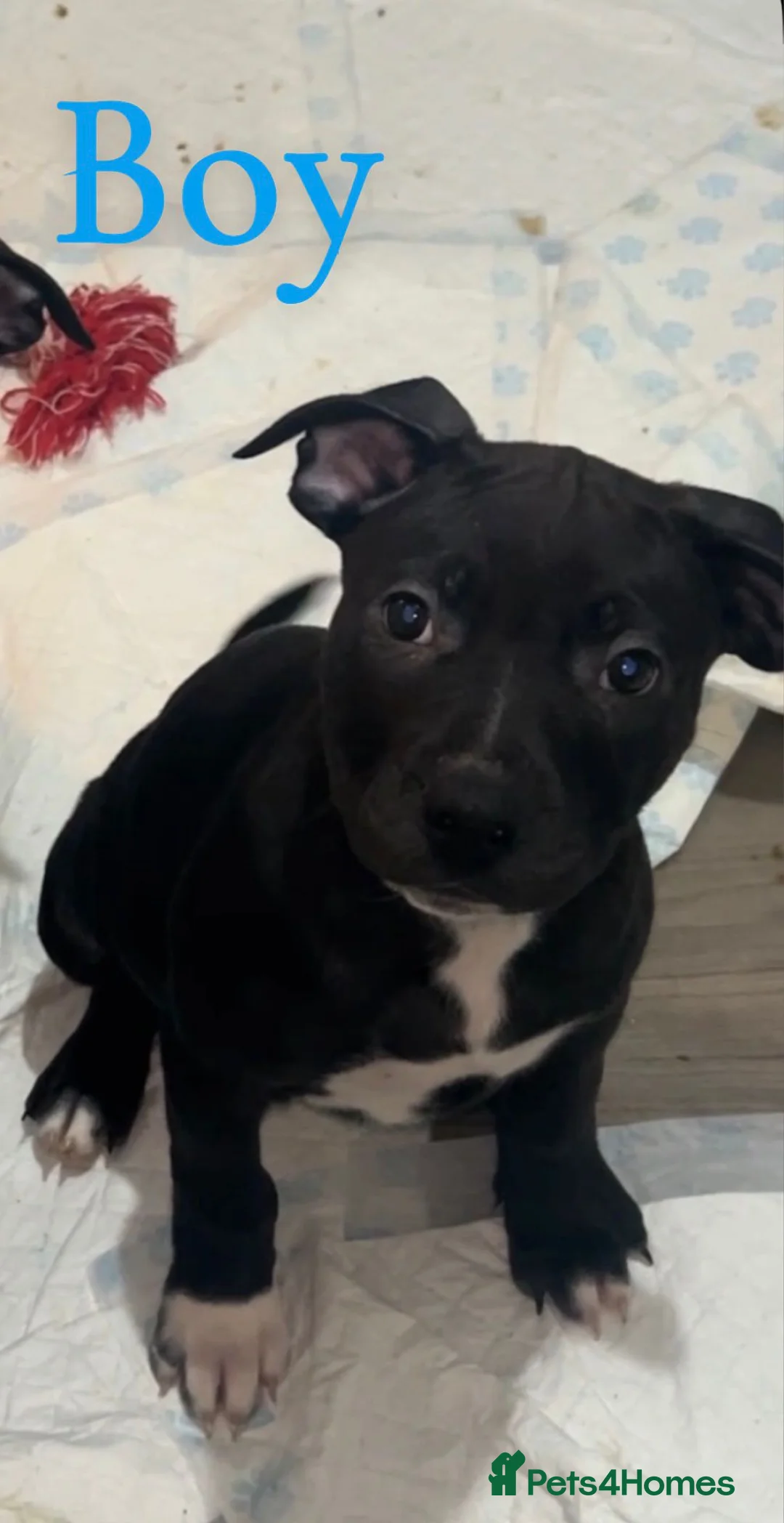 Mixed Breed dogs for sale: Staffy X Rhodesian Ridgeback  - Advert 10