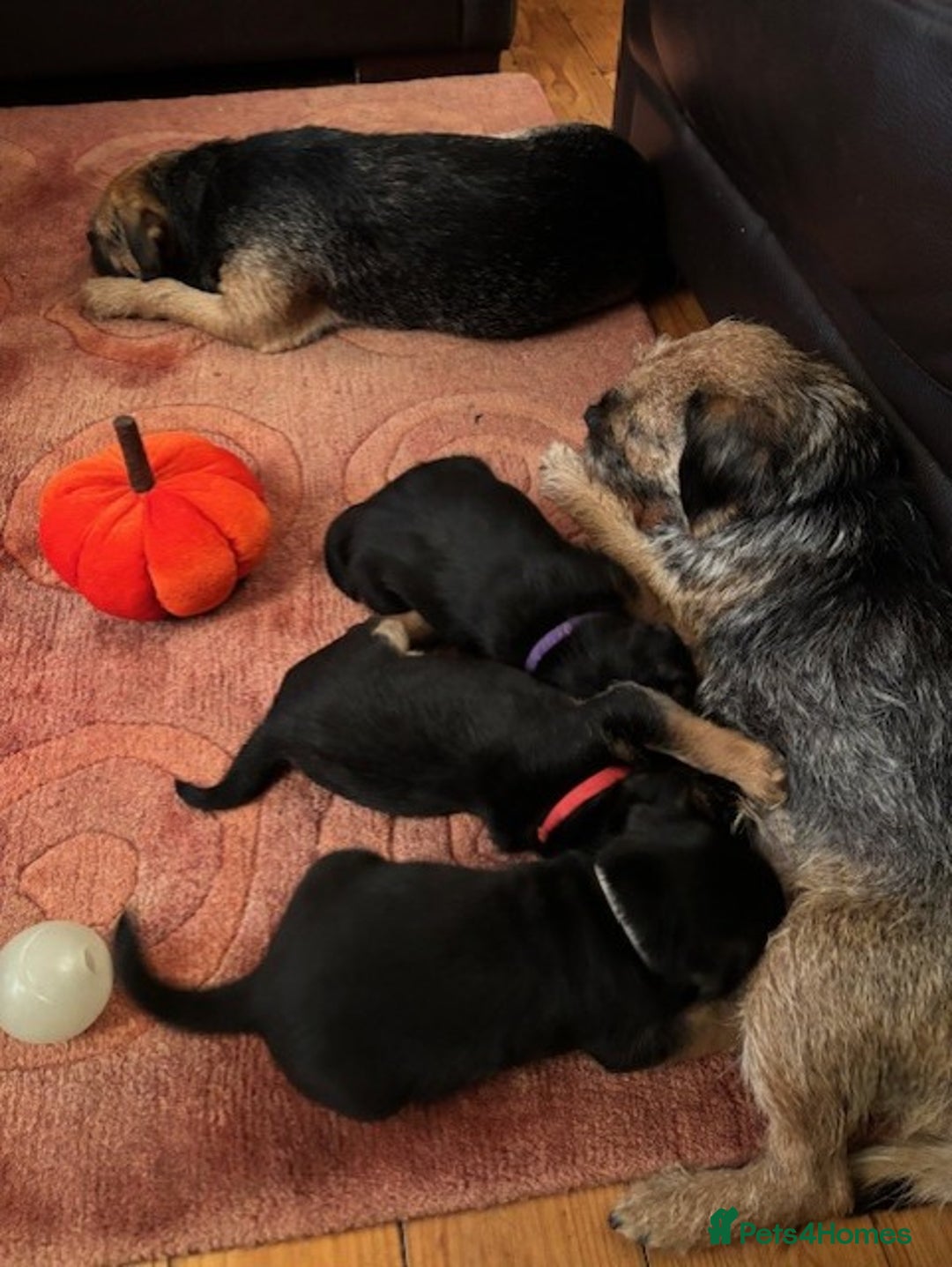 Border Terrier dogs for sale: 2 exceptional KC registered Border Terrier pups - Image 5