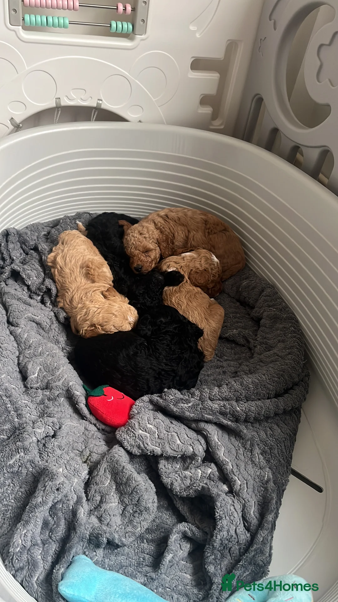 Miniature Poodle dogs for sale: Minature poodle puppy  - Advert 8