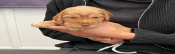 Cocker Spaniel dogs for sale: stunning show cocker/ working cocker - Advert 8