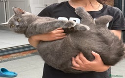 British Shorthair cats for sale: British Short Hair for sale - Image 2