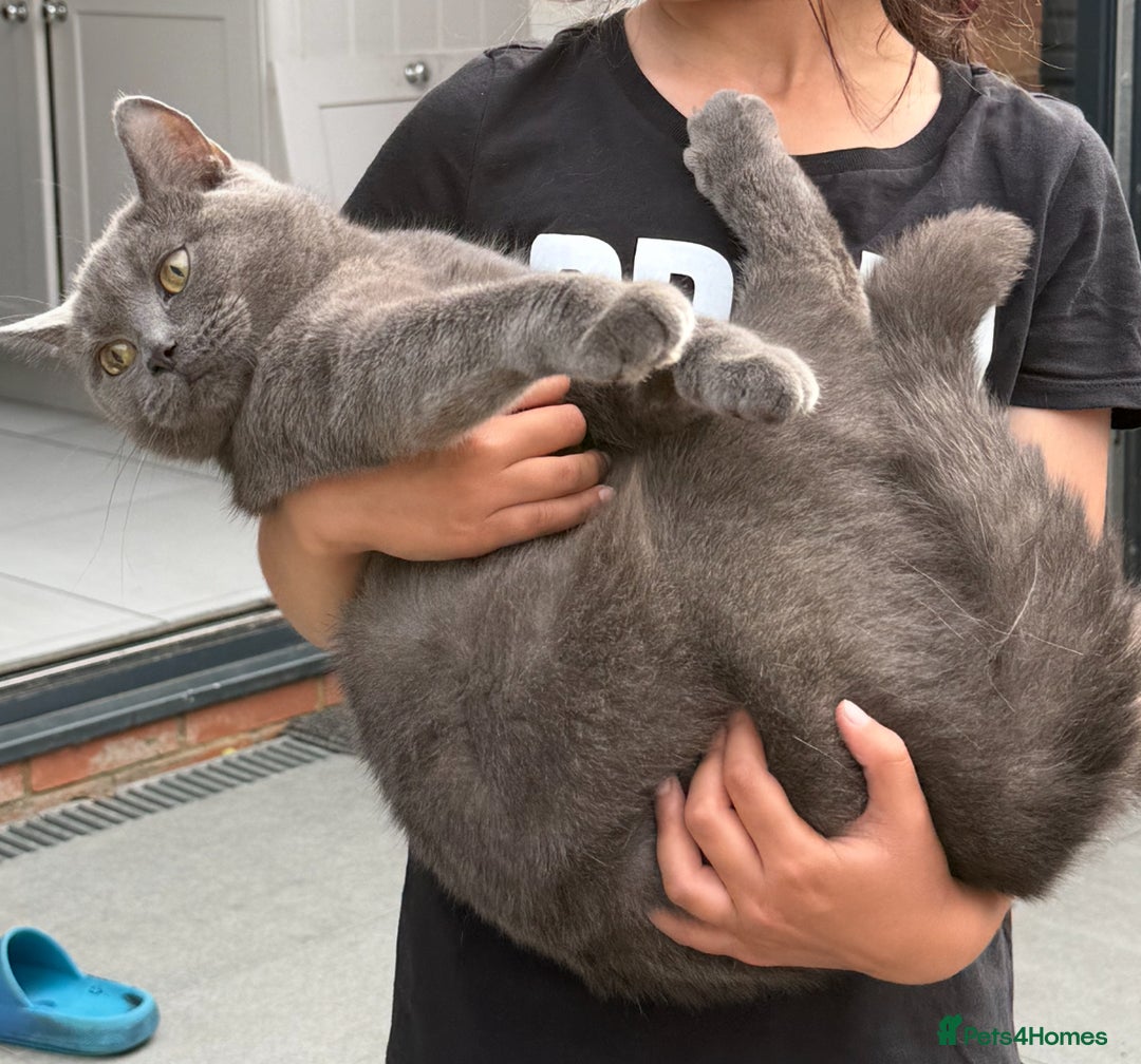British Shorthair cats for sale: British Short Hair for sale - Image 2