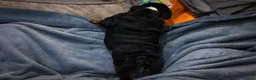 English Bulldog dogs for sale: English bulldog puppies ready to go now in Glasgow - Advert 6