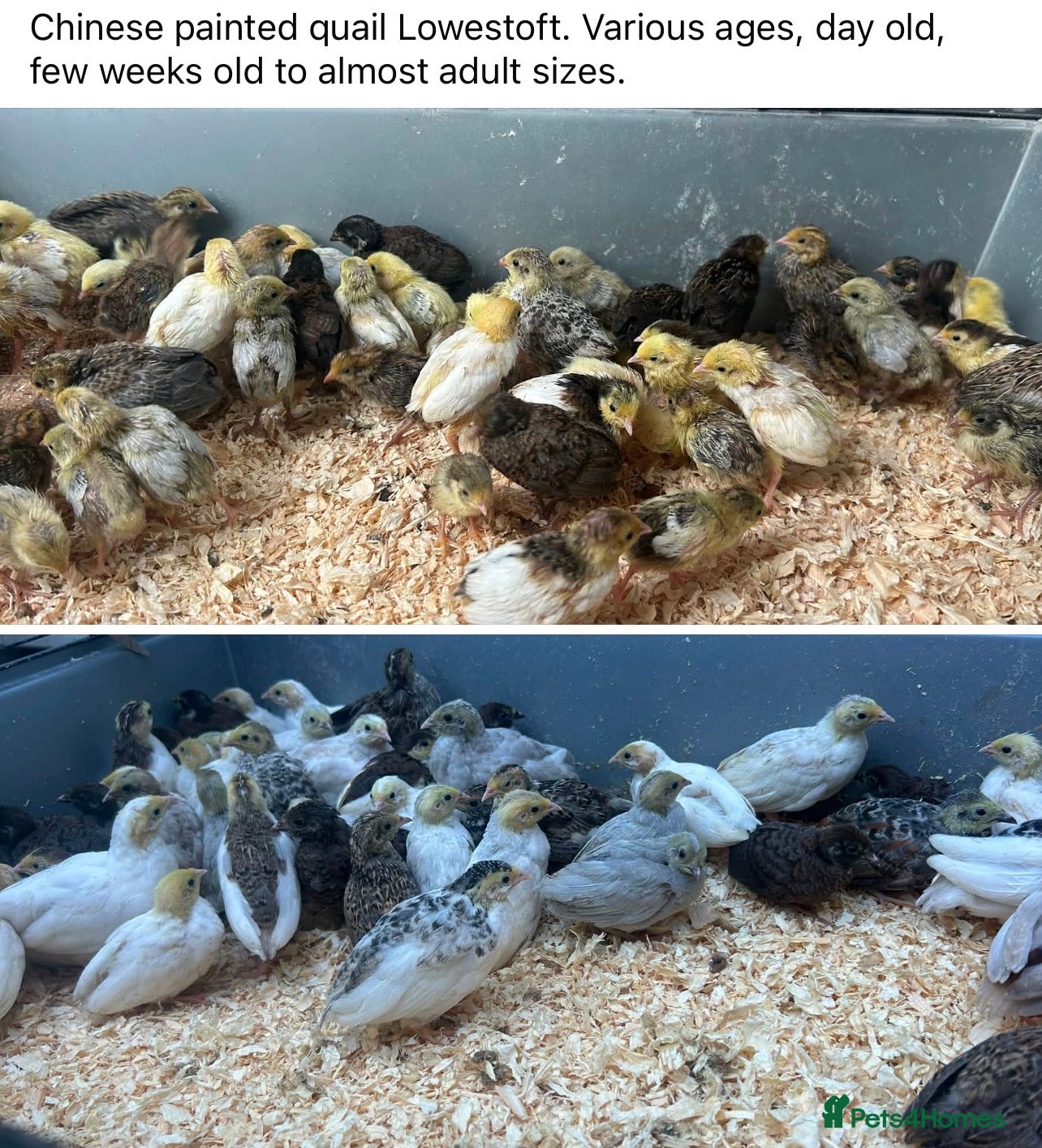 Mixed Breed livestock Chinese painted quail button quail - Advert 4