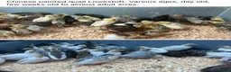 Mixed Breed livestock for sale: Chinese painted quail button quail - Advert 1