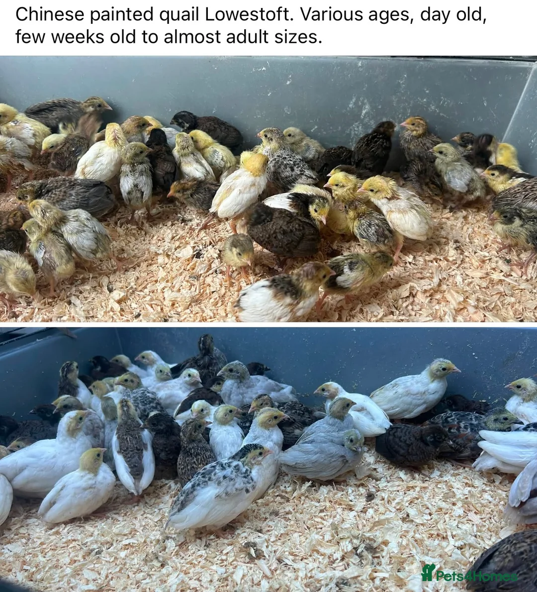 Mixed Breed livestock for sale: Chinese painted quail button quail - Advert 1