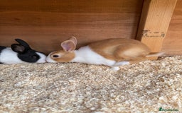 Dutch rabbits for sale: Baby Dutch Rabbits For Sale - Coventry - Image 1
