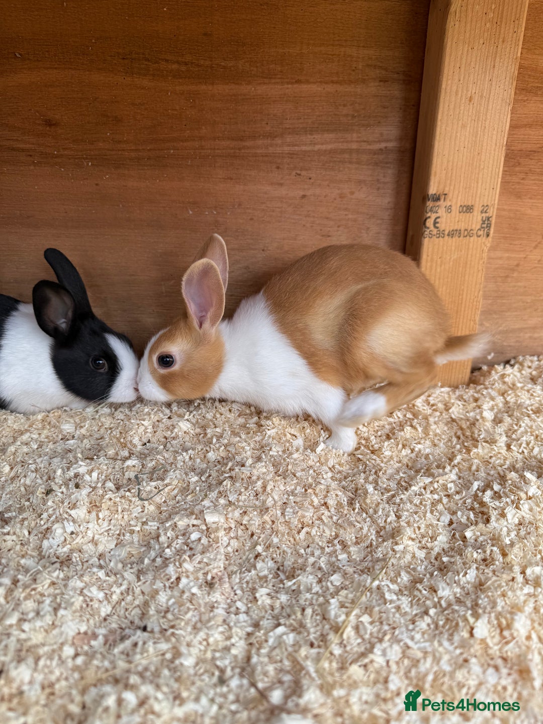 Dutch rabbits for sale: Baby Dutch Rabbits For Sale - Coventry - Image 1