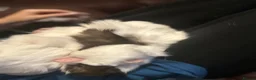 Guinea Pig rodents for sale: 2 female sister guinea pigs - Advert 4