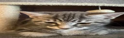 Mixed Breed cats for sale: Grey and white kittens in Preston - Advert 5
