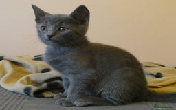Russian Blue cats for sale: Pure Russian Blue kitten GIRL - Image 10