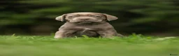 Cane Corso dogs for sale: 5 Towns Italian cane corso spring litter  - Advert 12