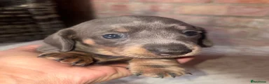 Miniature Dachshund 4
