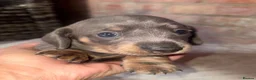 Miniature Dachshund dogs for sale: Beautiful Miniature Dachshund Puppies 🐾❤️ - Advert 23