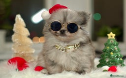 Pomeranian dogs for sale: ✨Tiny Teddy Face 🐻 KC Registered Parents ✨ - Image 5