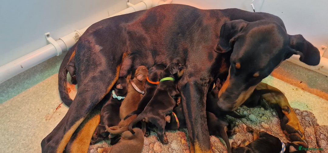 Dobermann dogs for sale: Top line doberman puppies - Image 31
