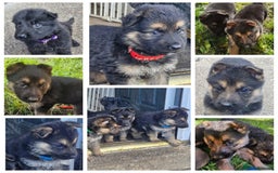 German Shepherd dogs for sale: KC German Shepherd pups LAST 2 BOYS! - Image 13