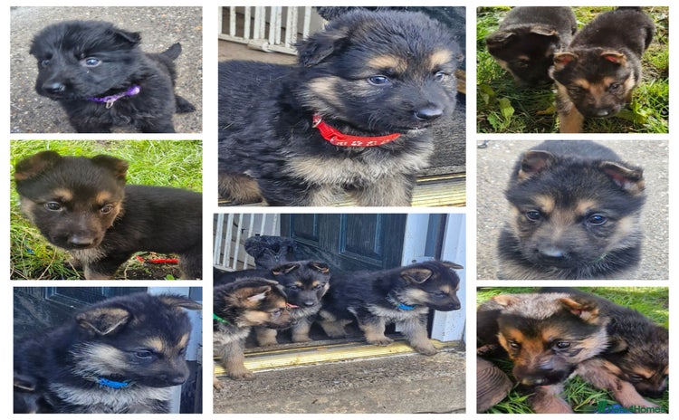 German Shepherd dogs - Advert 4