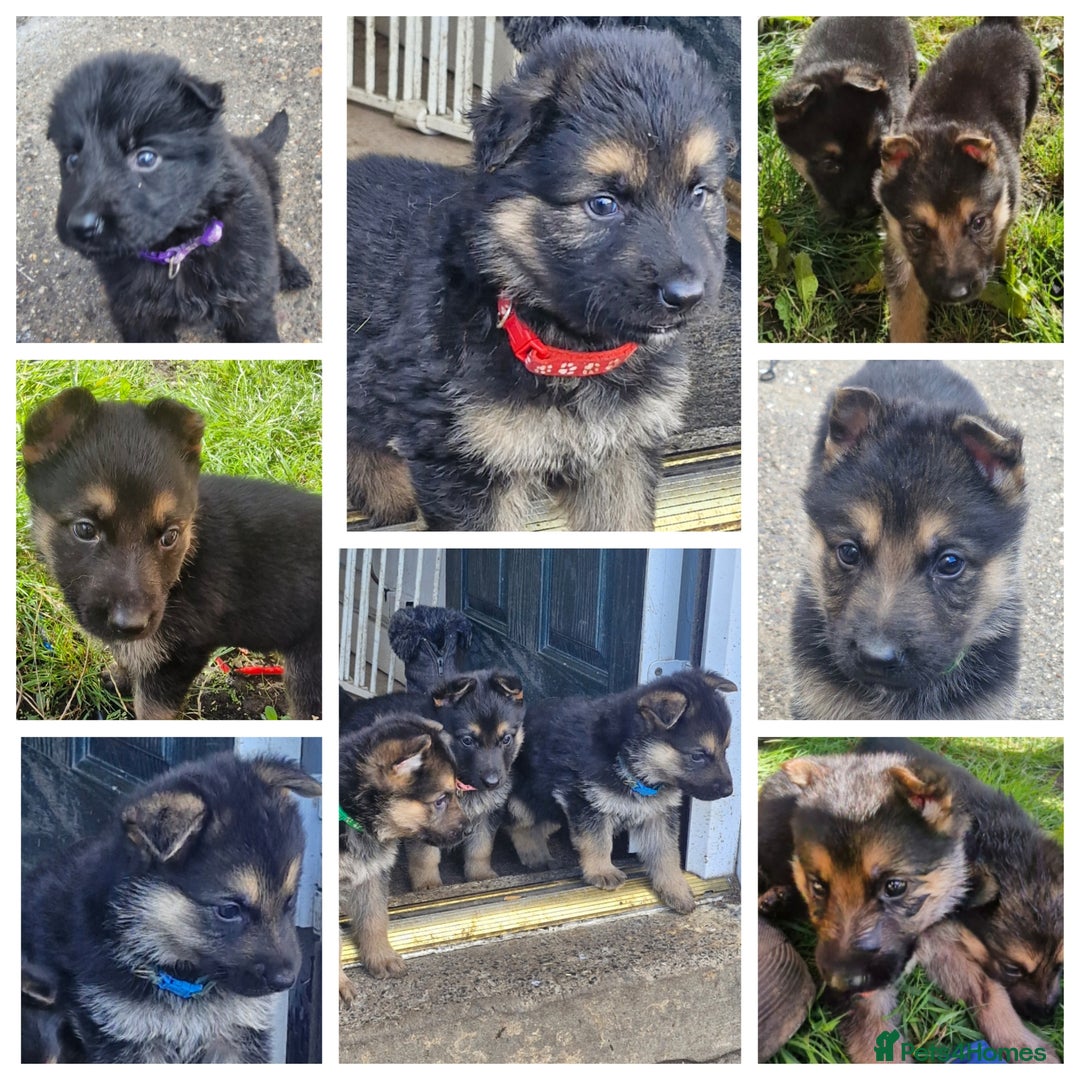 German Shepherd dogs for sale: KC German Shepherd pups LAST 2 BOYS! - Image 13