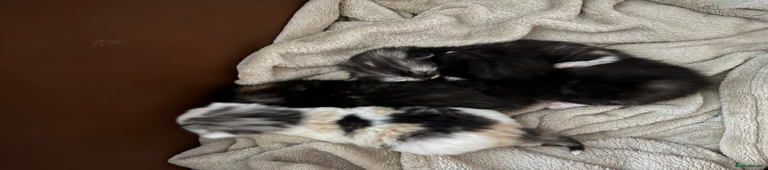 Persian Kitten 3