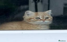 British Shorthair cats for sale: Beautiful rare colour British Shorthair  - Image 4