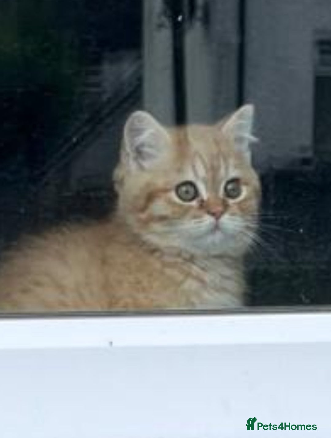 British Shorthair cats for sale: Beautiful rare colour British Shorthair  - Image 4